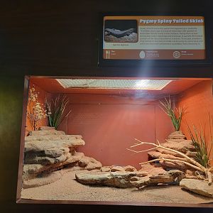Louisville 5/22 - Herpaquarium, pygmy spiny-tailed skink