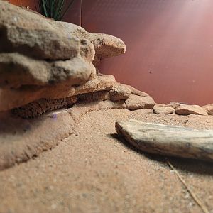 Louisville 5/22 - Herpaquarium, pygmy spiny-tailed skink