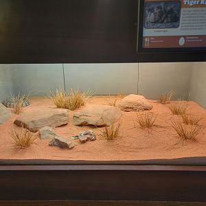 Louisville 5/22 - Herpaquarium, tiger rattlesnake