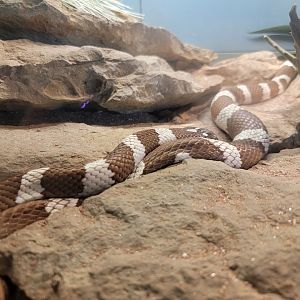 Louisville 5/22 - Herpaquarium, California kingsnake