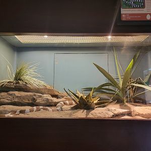 Louisville 5/22 - Herpaquarium, California kingsnake