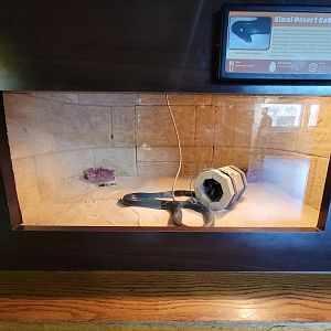 Louisville 5/22 - Herpaquarium, Sinai desert cobra