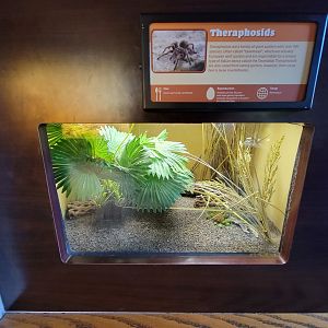 Louisville 5/22 - Herpaquarium, unspecified bird-eating spider