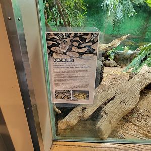 Louisville 5/22 - Herpaquarium, info about the first reticulated python parthenogenisis, which happened at the zoo