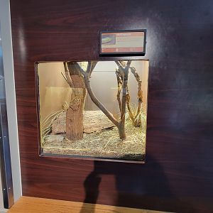 Louisville 5/22 - Herpaquarium, sheltopusik