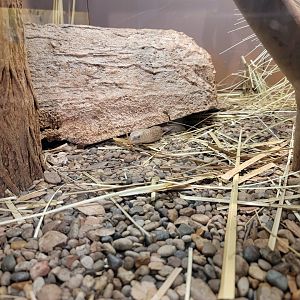 Louisville 5/22 - Herpaquarium, sheltopusik