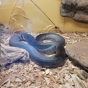 Louisville 5/22 - Herpaquarium, Macklot's python