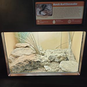 Louisville 5/22 - Herpaquarium, rock rattlesnake
