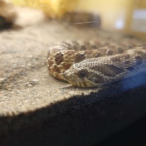 Louisville 5/22 - Herpaquarium, western hognose snake