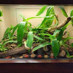 Louisville 5/22 - Herpaquarium, milk snake