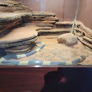 Louisville 5/22 - Herpaquarium, banded Egyptian cobra