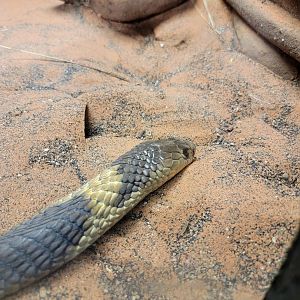 Louisville 5/22 - Herpaquarium, banded Egytian cobra