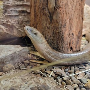 Louisville 5/22 - Herpaquarium, sheltopusik