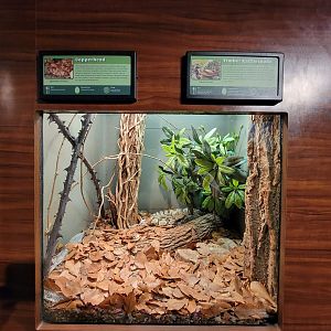 Louisville 5/22 - Herpaquarium, copperhead, timber rattlesnake