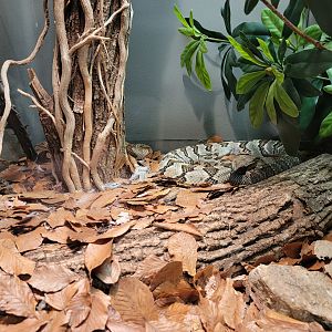 Louisville 5/22 - Herpaquarium, copperhead, timber rattlesnake