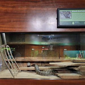 Louisville 5/22 - Herpaquarium, black rat snake