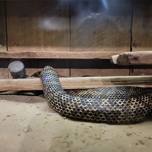 Louisville 5/22 - Herpaquarium, black rat snake