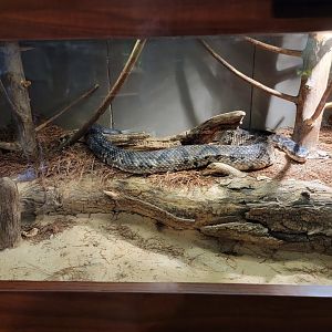 Louisville 5/22 - Herpaquarium, cottonmouth