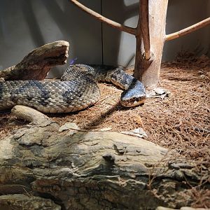 Louisville 5/22 - Herpaquarium, cottonmouth