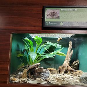 Louisville 5/22 - Herpaquarium, another unspecified bird-eating spider