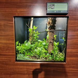 Louisville 5/22 - Herpaquarium, red-tailed green ratsnake