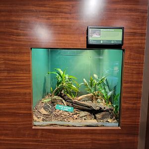 Louisville 5/22 - Herpaquarium, Dumeril's boa (off exhibit)