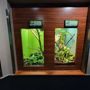 Louisville 5/22 - Herpaquarium, emerald tree boa / green tree python