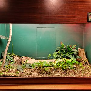 Louisville 5/22 - Herpaquarium, gaboon viper