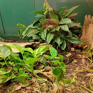 Louisville 5/22 - Herpaquarium, gaboon viper