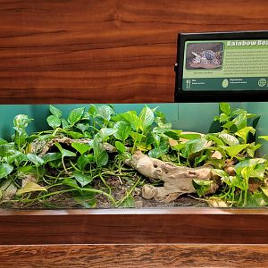 Louisville 5/22 - Herpaquarium, rainbow boa