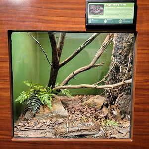 Louisville 5/22 - Herpaquarium, Angolan python
