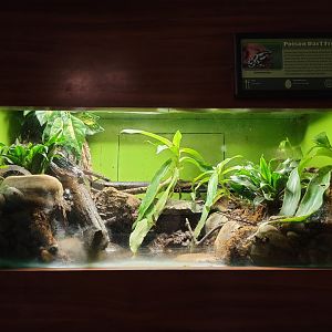 Louisville 5/22 - Herpaquarium, poison dart frogs