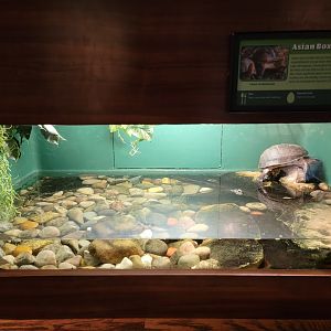 Louisville 5/22 - Herpaquarium, Asian box turtle