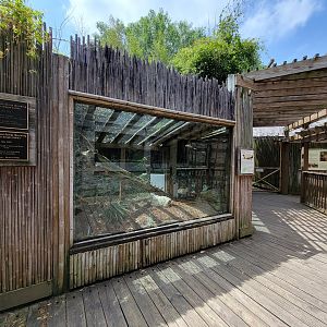 Louisville 5/22 - Herpaquarium, Komodo dragon