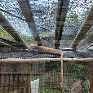 Louisville 5/22 - Herpaquarium, Komodo dragon