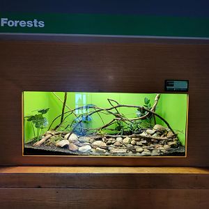 Louisville 5/22 - Herpaquarium, panther chameleon