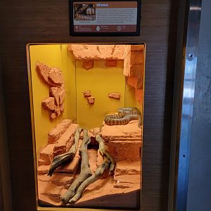 Louisville 5/22 - Herpaquarium, woma python