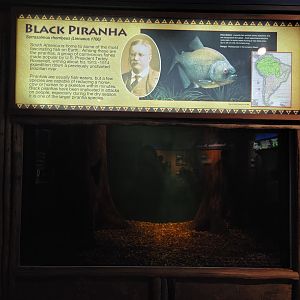 Louisville 5/22 - Herpaquarium, black piranha