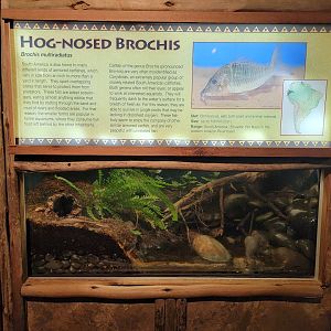 Louisville 5/22 - Herpaquarium, hog-nosed brochis