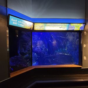 Louisville 5/22 - Herpaquarium, east African rift lakes