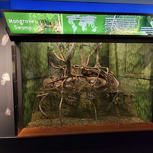 Louisville 5/22 - Herpaquarium, Mangrove swamp, archerfish and diamondback terrapin