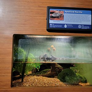 Louisville 5/22 - Herpaquarium, spotted turtle