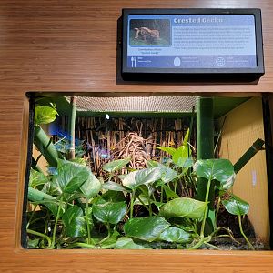 Louisville 5/22 - Herpaquarium, crested gecko