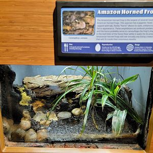 Louisville 5/22 - Herpaquarium, Amazon horned frog
