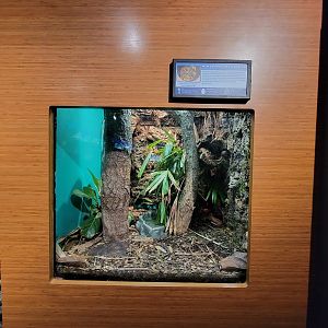 Louisville 5/22 - Herpaquarium, new Caledonian giant gecko