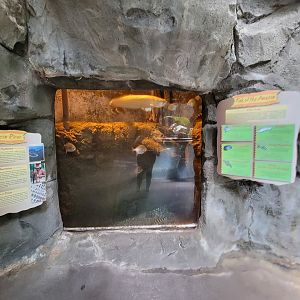 Louisville 5/22 - Herpaquarium, fish of the amazon