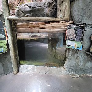 Louisville 5/22 - Herpaquarium, alligator snapping turtle