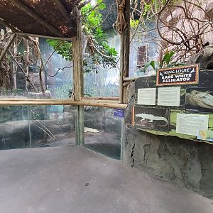 Louisville 5/22 - Herpaquarium, "King Louie the rare white alligator"