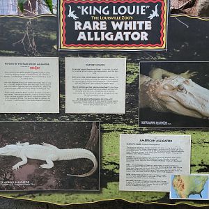 Louisville 5/22 - Herpaquarium, "King Louie the rare white alligator"