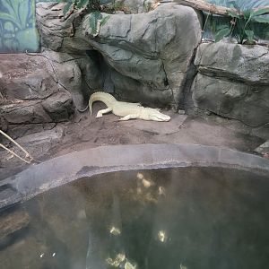 Louisville 5/22 - Herpaquarium, "King Louie the rare white alligator"